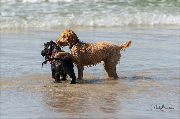 Millie & sister Peggy catch up at Ocean Shores - 6m old