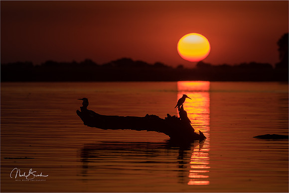 Chobe sunset with Pied Kingfishers