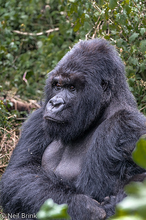 Kigoma
