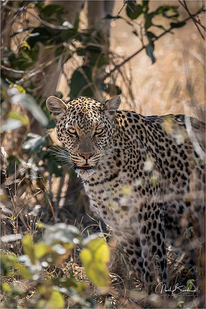 Savuti Leopard