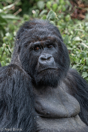 Kogoma