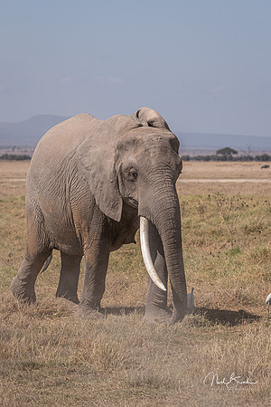 One tusk Matriach