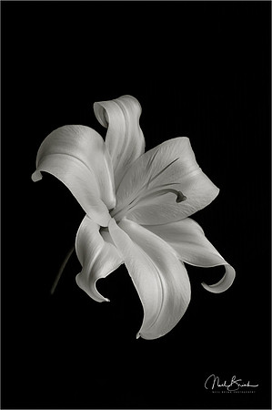 Tiger Lilly still life