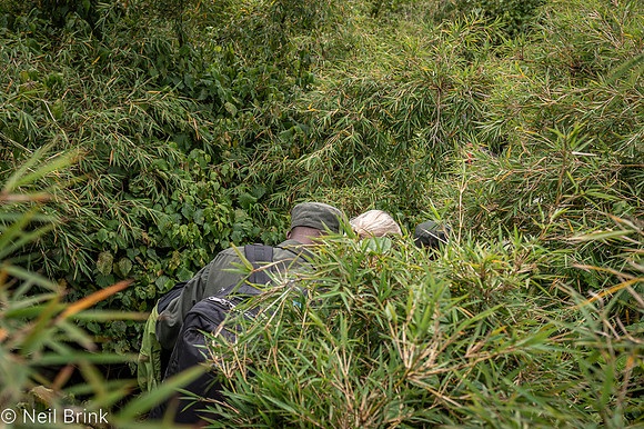 Deep into the jungle