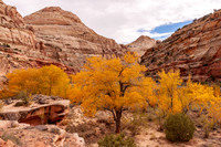 Capitol reef - Hickman Bridge