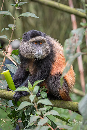 Golden Monkey