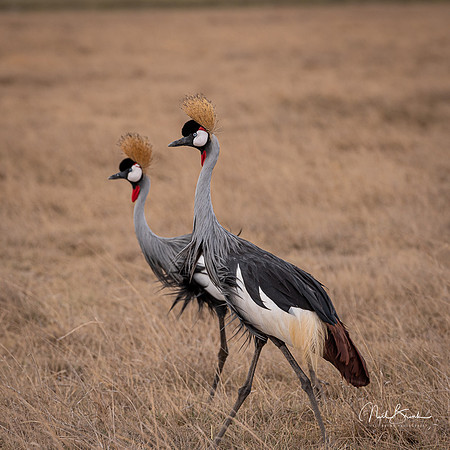 Golden Crowned Cranes