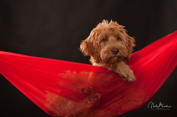 Millie @ 16 weeks - studio
