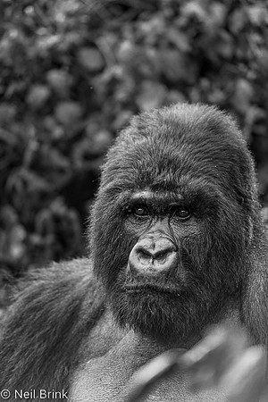 Kigoma B&W