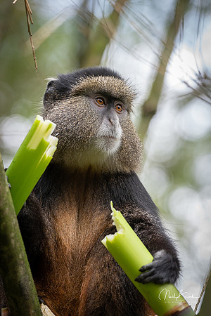 Golden Monkey