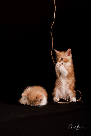 Kittens in Gold Coast studio