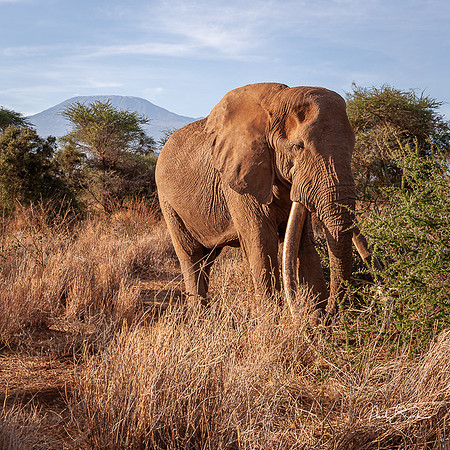 Craig largest living elephant