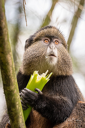 Golden Monkey