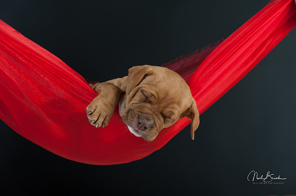 Pit Bull puppies at Gold Coast studio