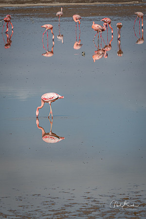 Pink Flamingoes