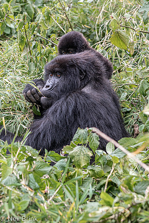 First Mountain gorilla sighting - Amahoro family 17 members