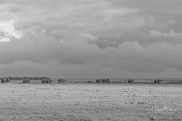 Elephant line near lake