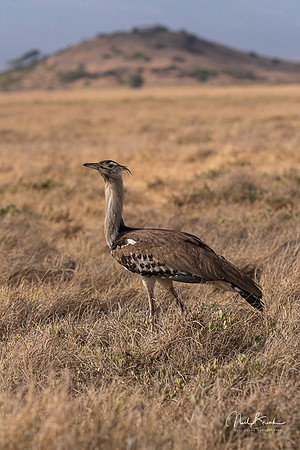 Kori Bustard