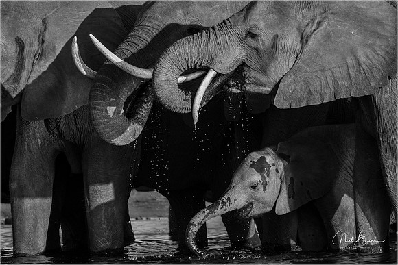 African elephants - Chobe river - Botswana