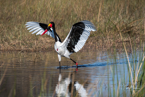 Saddle Bill Stork - Moremi - Okavango - Botswana