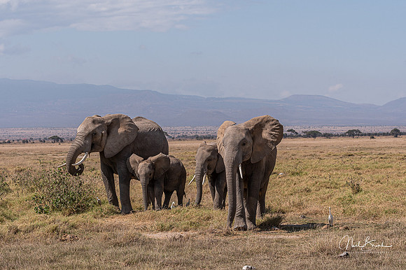 Elephants on the move