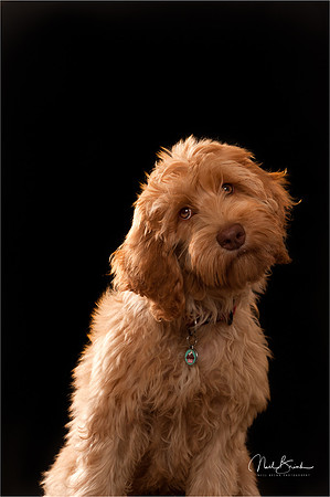 Millie @ 16 weeks - studio