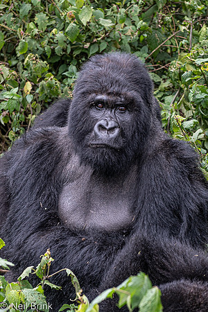 Kigoma