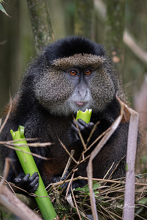 Golden Monkey enjoying bamboo shoot