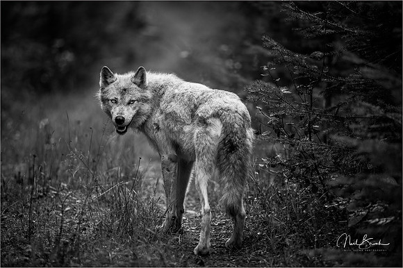 Canadian Grey Wolf