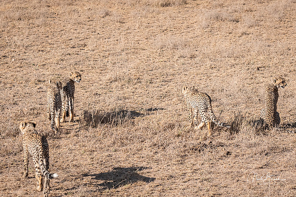 5 Cheetah cubs