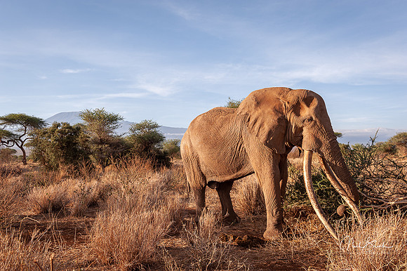 Craig with tusks > 50kg each