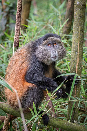 Golden Monkey