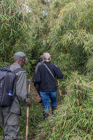 Meryl into the bamboo with porters