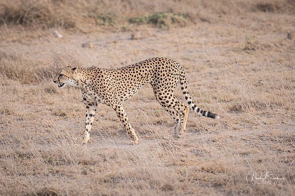 Mommy Cheetah