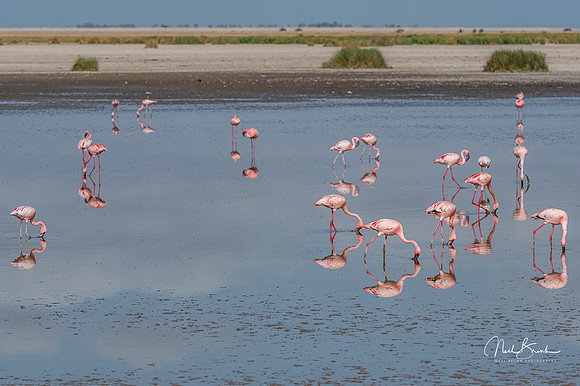 Pink Flamingoes
