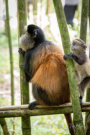 Golden Monkey with baby