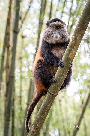 Golden Monkey