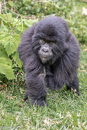 Young Gorilla - family of 17