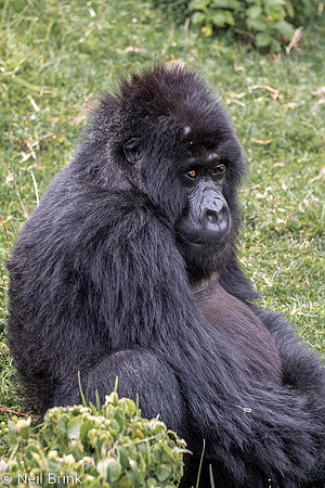 Black back behaving