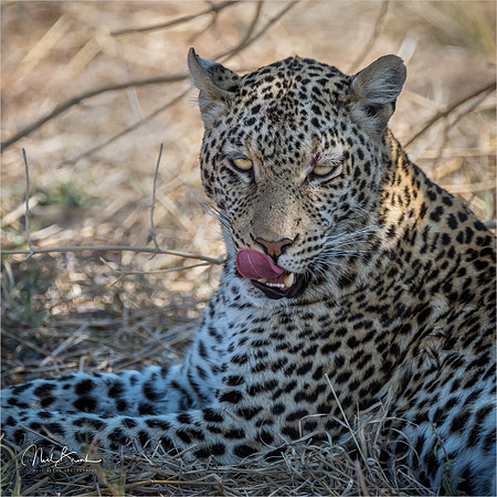 Savuti Leopard 2 - Botswana