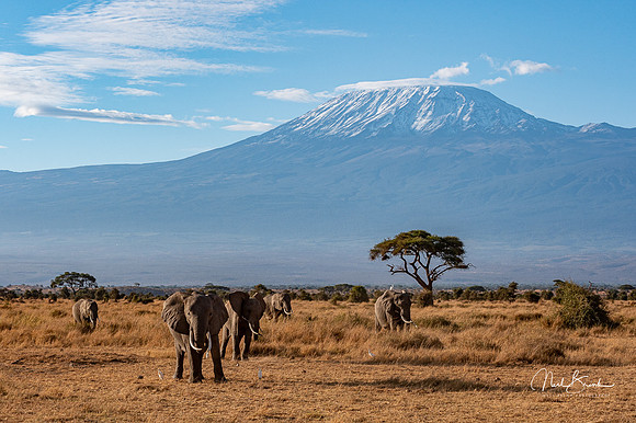 Ice capped Mt Kilimanjaro