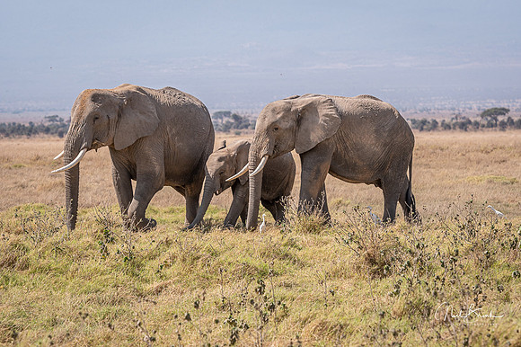 First Elephant sighting