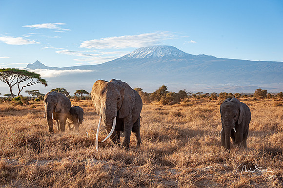 Matriarch leading family