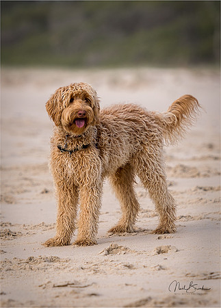 Millie @ 10 months