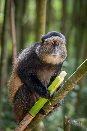 Golden Monkey