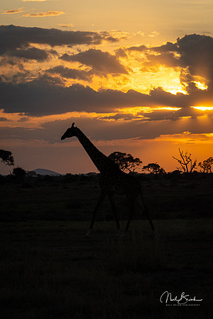 African Sunset